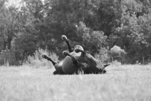 Gorgeous horse at a farm close view. Black and white monochrome grayscale photo