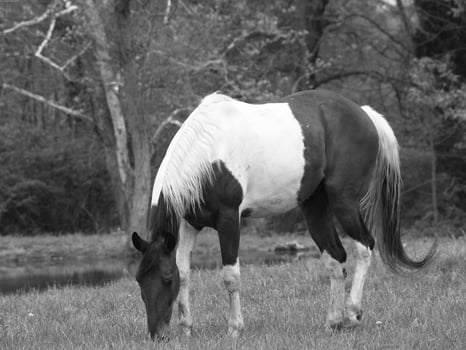 Gorgeous horse at a farm close view. Black and white monochrome grayscale photo