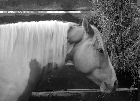 Gorgeous horse at a farm close view. Black and white monochrome grayscale photo