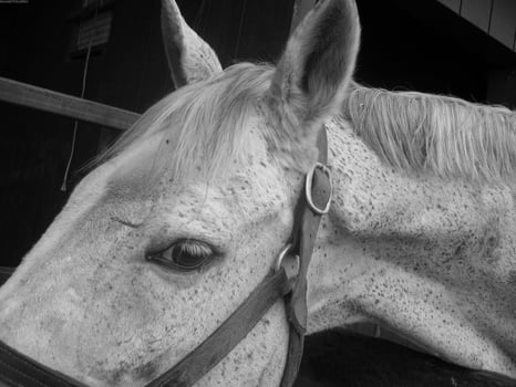 Gorgeous horse at a farm close view. Black and white monochrome grayscale photo