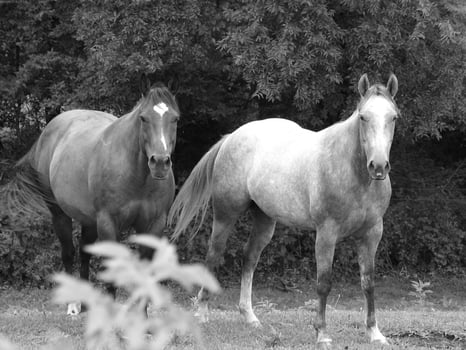 Gorgeous horse at a farm close view. Black and white monochrome grayscale photo