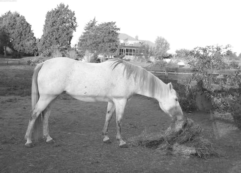 Gorgeous horse at a farm close view. Black and white monochrome grayscale photo