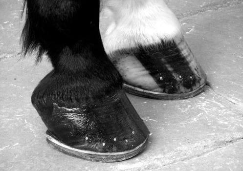 Gorgeous horse at a farm close view. Black and white monochrome grayscale photo