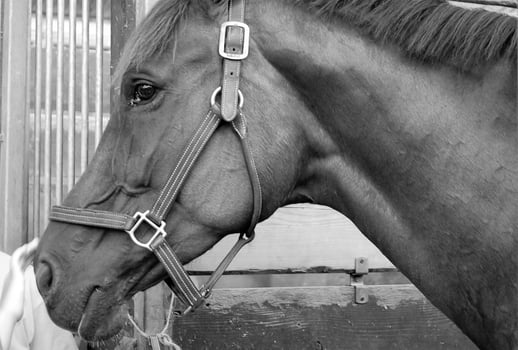 Gorgeous horse at a farm close view. Black and white monochrome grayscale photo