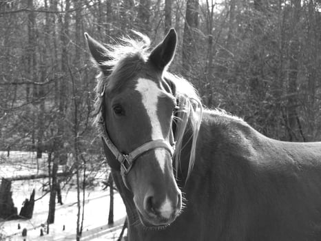 Gorgeous horse at a farm close view. Black and white monochrome grayscale photo