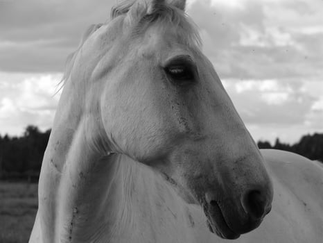 Gorgeous horse at a farm close view. Black and white monochrome grayscale photo