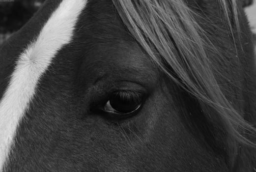 Gorgeous horse at a farm close view. Black and white monochrome grayscale photo