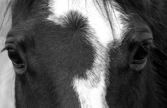 Gorgeous horse at a farm close view. Black and white monochrome grayscale photo