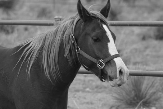 Gorgeous horse at a farm close view. Black and white monochrome grayscale photo