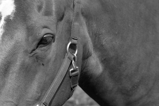 Gorgeous horse at a farm close view. Black and white monochrome grayscale photo