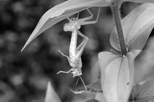 Insect close view background. Insects in their natural habitat close macro view. Black and white monochrome grayscale photo