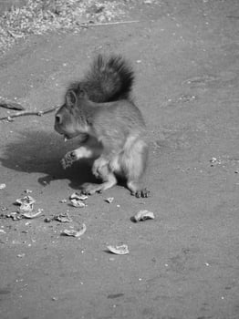 Squirrel close view background. Cute little squirrel in its natural habitat. Black and white monochrome grayscale photo