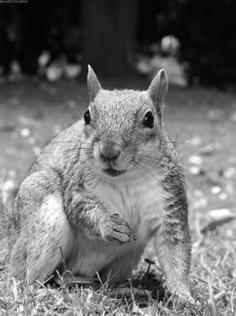 Squirrel close view background. Cute little squirrel in its natural habitat. Black and white monochrome grayscale photo