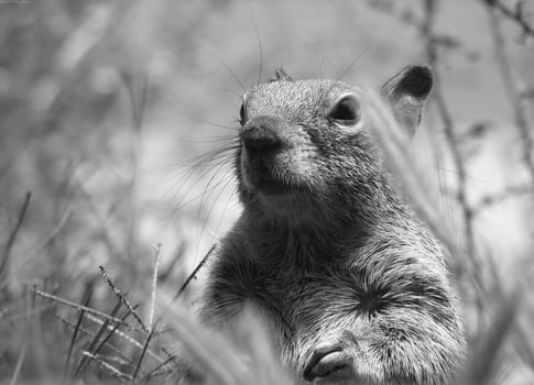 Squirrel close view background. Cute little squirrel in its natural habitat. Black and white monochrome grayscale photo