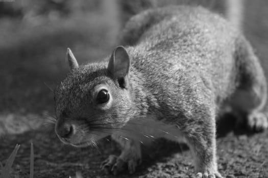 Squirrel close view background. Cute little squirrel in its natural habitat. Black and white monochrome grayscale photo