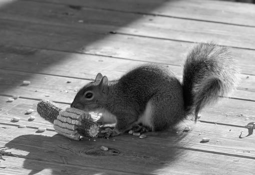 Squirrel close view background. Cute little squirrel in its natural habitat. Black and white monochrome grayscale photo