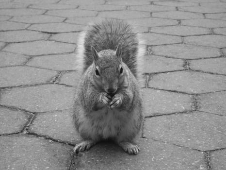 Squirrel close view background. Cute little squirrel in its natural habitat. Black and white monochrome grayscale photo