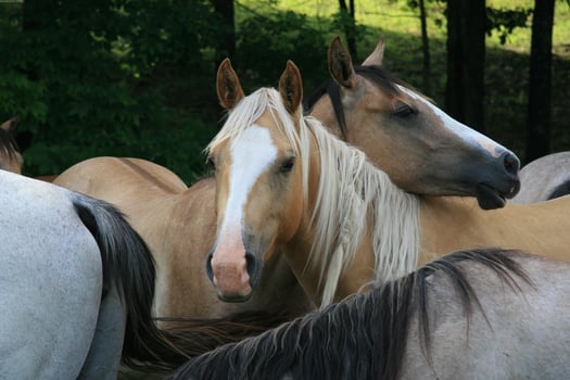 Gorgeous horse at a farm close view photo