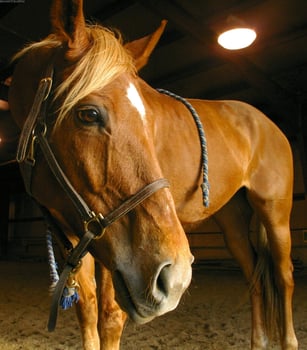 Gorgeous horse at a farm close view photo
