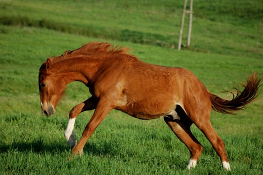 Gorgeous horse at a farm close view photo