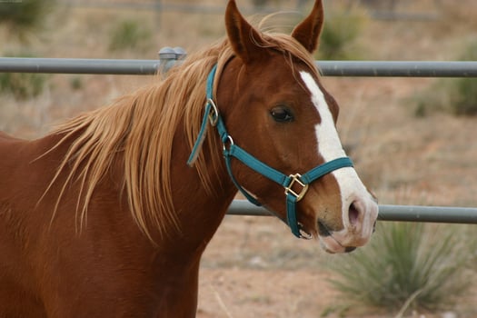 Gorgeous horse at a farm close view photo