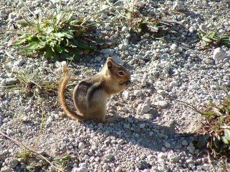 Squirrel close view background. Cute little squirrel in its natural habitat photo