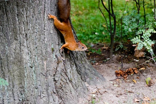 Squirrel close view background. Cute little squirrel in its natural habitat photo