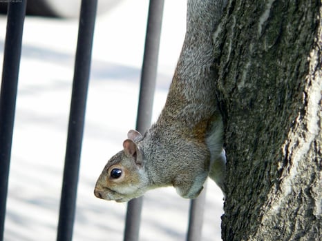 Squirrel close view background. Cute little squirrel in its natural habitat photo