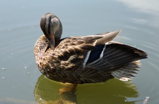 Wild duck on the water. Brown duck on the lake photo