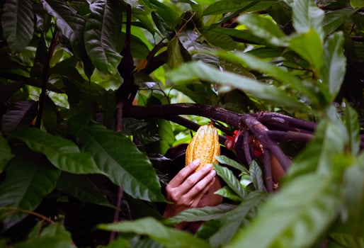 Cocoa farmer use pruning shears to cut the cocoa pods or fruit ripe yellow cacao from the cacao tree. Harvest the agricultural cocoa business produces. photo