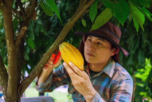 Cocoa farmer use pruning shears to cut the cocoa pods or fruit ripe yellow cacao from the cacao tree. Harvest the agricultural cocoa business produces. photo