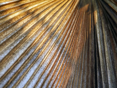 abstract dry leaf straight line pattern and Sunlight on brown leaf surface. close-up photo