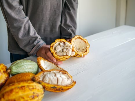 Healthy lifestyle, Cut in half fresh yellow ripe cacao pods reveals cacao beans, slide cacao fruit in the hands of teenagers photo