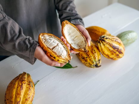 Healthy lifestyle, Cut in half fresh yellow ripe cacao pods reveals cacao beans, slide cacao fruit in the hands of teenagers photo