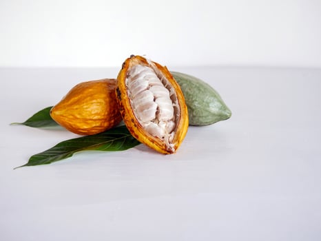 Half sliced ripe yellow cacao pod with white cocoa seed ,Cut in half fresh ripe cacao and green raw cacao fruit on white wooden background photo