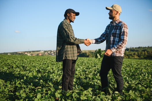 Two farmers in a field examining soy crop at sunset photo