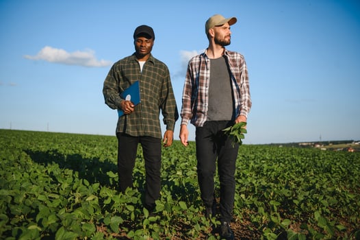 Two farmers in a field examining soy crop at sunset photo