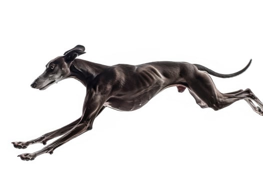 A greyhound racing at full speed. photo