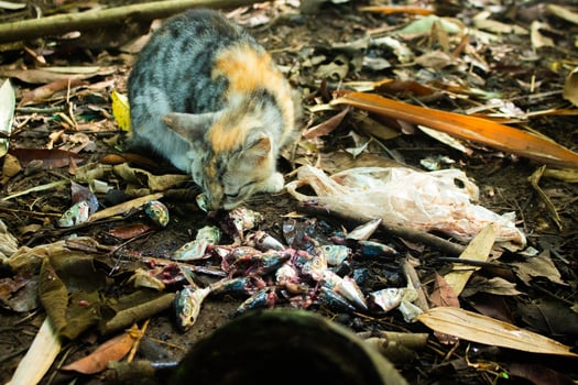 Young hungry cat eating fish scraps amidst litter photo