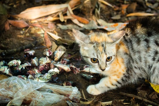 Young hungry cat eating fish scraps amidst litter photo