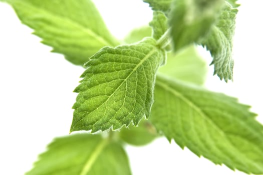 Close-up of fresh spearmint leaves or common mint, isolated on a white background photo