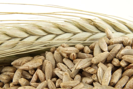 Closeup of rye grains and stalk for natural food and agriculture background photo