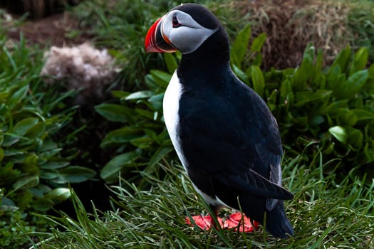 Single Atlantic puffin perched on a grassy cliff with a rocky backdrop in Iceland photo