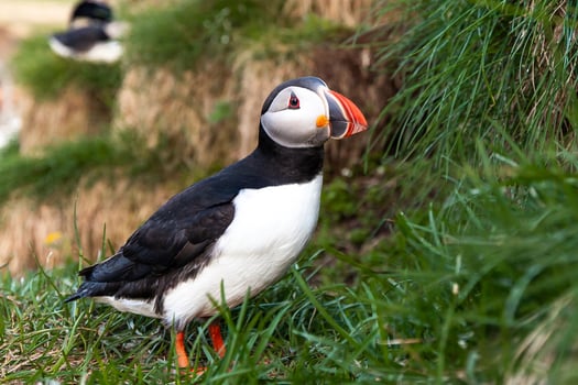 Single Atlantic puffin perched on a grassy cliff with a rocky backdrop in Iceland photo