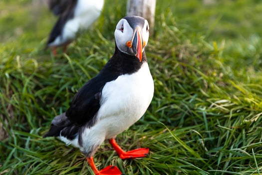 Single Atlantic puffin perched on a grassy cliff with a rocky backdrop in Iceland photo