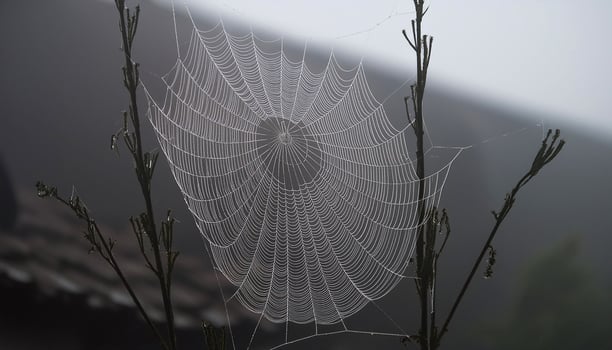 a spider web is seen in the foggy morning photo