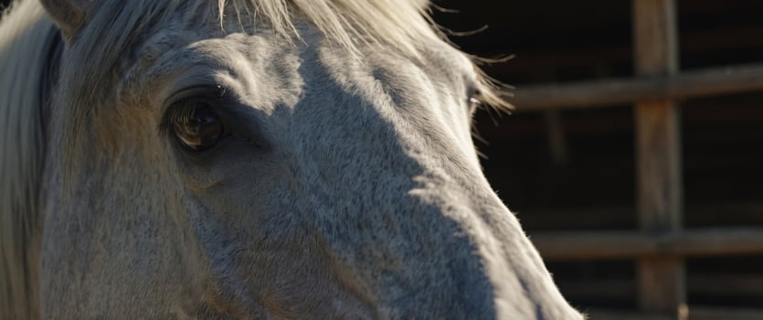 Funny gray horse face with nose close up, farm animal humor. photo