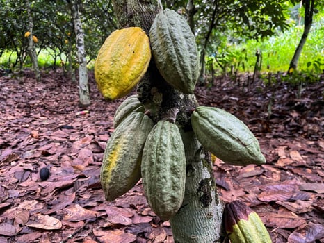 A bunch of fruit hanging from a tree photo