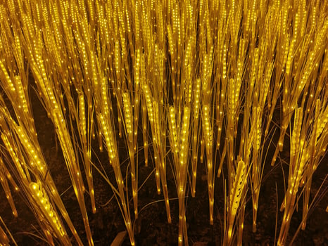 Electric fields of gold, neon wheat photo