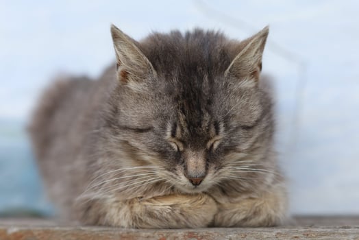Beautiful gray cat pet sleeping photo
